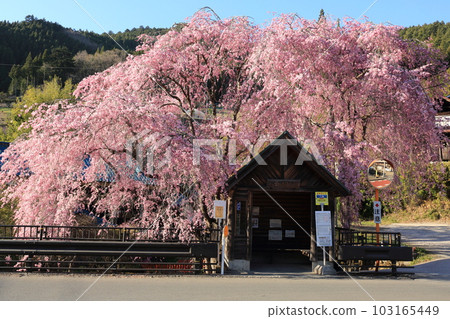 Hanging cherry blossoms at the bus stop in Hinohara Village Hanging cherry blossoms at the bus stop in Hinohara Village 103165449