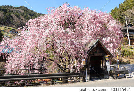Hanging cherry blossoms at the bus stop in Hinohara Village Hanging cherry blossoms at the bus stop in Hinohara Village 103165495