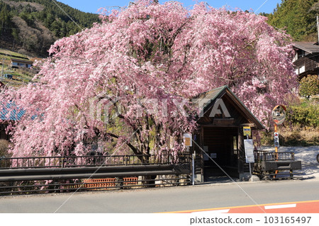 日野原村巴士站懸掛的櫻花 日野原村巴士站懸掛的櫻花 103165497