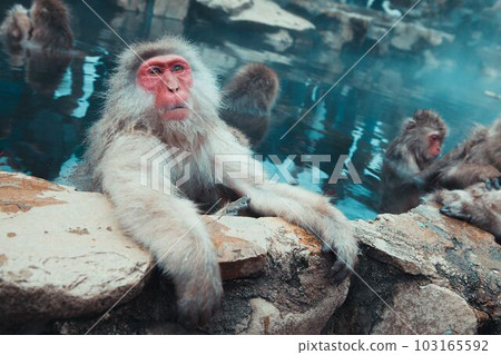 洗澡的猴子在溫泉 103165592