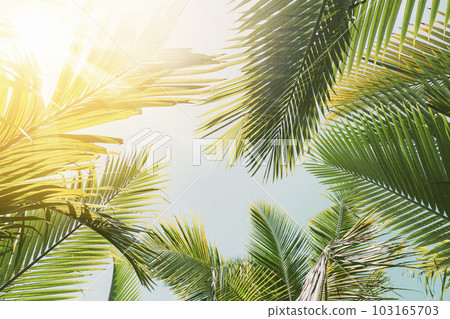 Tropical palm tree with sun light on sunset sky and cloud abstract background. Summer vacation and nature travel adventure concept. Vintage tone filter effect color style. 103165703