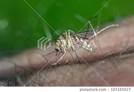 A mosquito landed on a man's skin, bit and drinks human blood, close-up 103165827