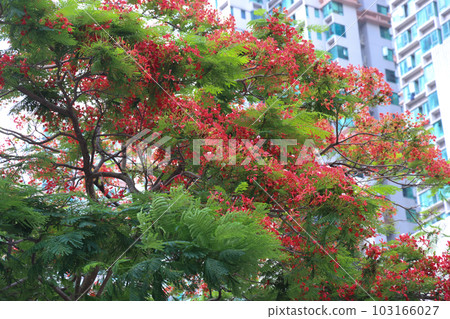 Red peacock flowers or the flame tree, May 21 2023 Red peacock flowers or the flame tree, May 21 2023 103166027