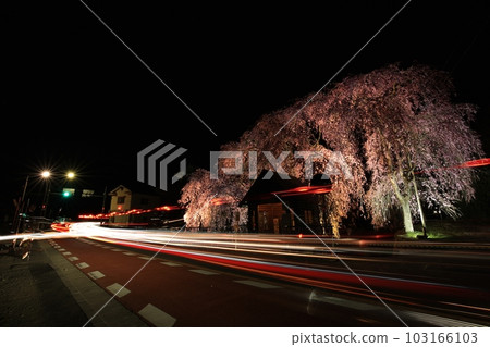 Night view of the hanging cherry blossoms at the bus stop in Hinohara Village Night view of the hanging cherry blossoms at the bus stop in Hinohara Village 103166103