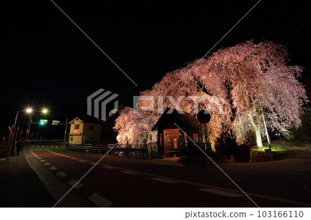 Night view of the hanging cherry blossoms at the bus stop in Hinohara Village Night view of the hanging cherry blossoms at the bus stop in Hinohara Village 103166110