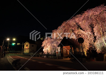 Night view of the hanging cherry blossoms at the bus stop in Hinohara Village Night view of the hanging cherry blossoms at the bus stop in Hinohara Village 103166111