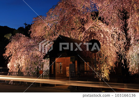 Night view of the hanging cherry blossoms at the bus stop in Hinohara Village 103166136