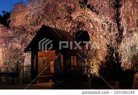 Night view of the hanging cherry blossoms at the bus stop in Hinohara Village 103166140