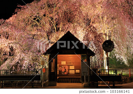 Night view of the hanging cherry blossoms at the bus stop in Hinohara Village Night view of the hanging cherry blossoms at the bus stop in Hinohara Village 103166141