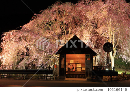 Night view of the hanging cherry blossoms at the bus stop in Hinohara Village Night view of the hanging cherry blossoms at the bus stop in Hinohara Village 103166146