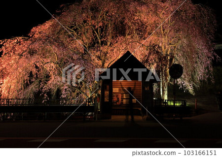 Night view of the hanging cherry blossoms at the bus stop in Hinohara Village 103166151