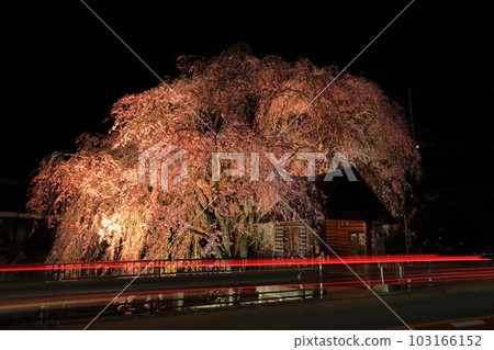 日野原村巴士站垂櫻夜景 103166152