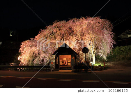 Night view of the hanging cherry blossoms at the bus stop in Hinohara Village 103166155