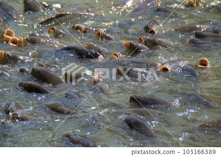 School of fish floating on the water pond School of fish floating on the water pond 103166389