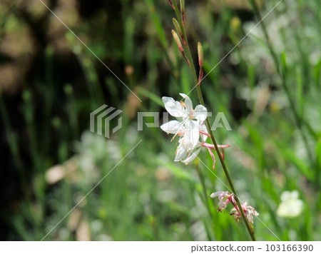 Gowra (swan) Gowra (swan) 103166390