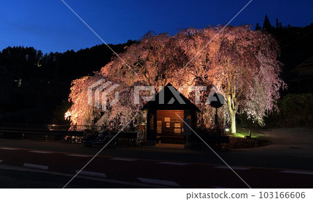 日野原村巴士站懸掛的櫻花 日野原村巴士站懸掛的櫻花 103166606