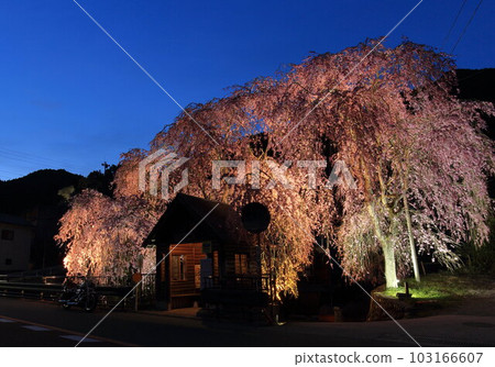 日野原村巴士站懸掛的櫻花 日野原村巴士站懸掛的櫻花 103166607