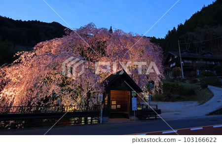 日野原村巴士站懸掛的櫻花 103166622