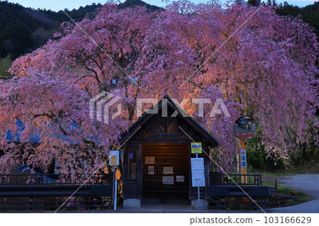 日野原村巴士站懸掛的櫻花 日野原村巴士站懸掛的櫻花 103166629