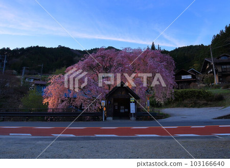 Hanging cherry blossoms at the bus stop in Hinohara Village Hanging cherry blossoms at the bus stop in Hinohara Village 103166640