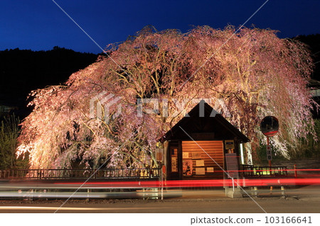 Hanging cherry blossoms at the bus stop in Hinohara Village 103166641