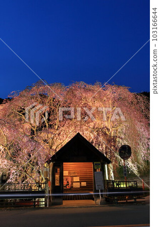 Hanging cherry blossoms at the bus stop in Hinohara Village Hanging cherry blossoms at the bus stop in Hinohara Village 103166644