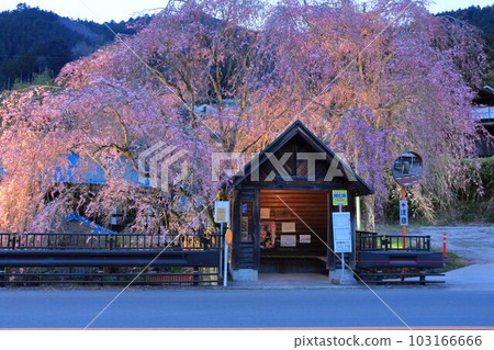 日野原村巴士站懸掛的櫻花 日野原村巴士站懸掛的櫻花 103166666