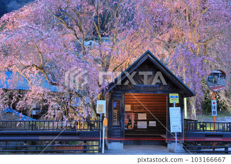 日野原村巴士站懸掛的櫻花 103166667
