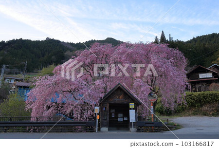 Hanging cherry blossoms at the bus stop in Hinohara Village 103166817