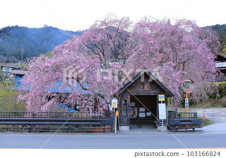 日野原村巴士站懸掛的櫻花 日野原村巴士站懸掛的櫻花 103166824