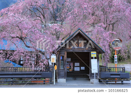 日野原村巴士站懸掛的櫻花 日野原村巴士站懸掛的櫻花 103166825