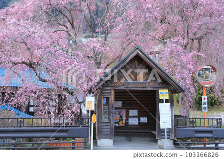 日野原村巴士站懸掛的櫻花 日野原村巴士站懸掛的櫻花 103166826