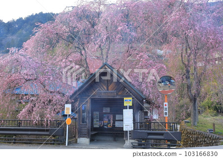 日野原村巴士站懸掛的櫻花 103166830