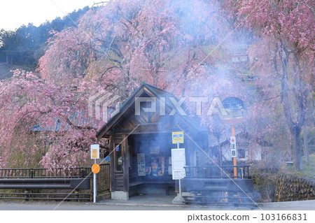 日野原村巴士站懸掛的櫻花 103166831