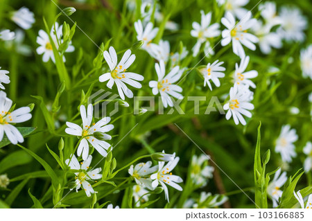 Greater stitchwort or Stellaria holostea. Wild white flowers macro Greater stitchwort or Stellaria holostea. Wild white flowers macro 103166885