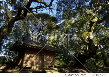 <千葉縣>草佐市天神森林 <千葉縣>草佐市天神森林 103167393