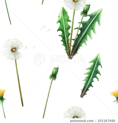 Watercolor seamless pattern with dandelions flowers and green leaves. Hand painting clipart botanical meadow illustration on a white isolated background. For designers, decoration, postcards, wrapping Watercolor seamless pattern with dandelions flowers and green leaves. Hand painting clipart botanical meadow illustration on a white isolated background. For designers, decoration, postcards, wrapping 103167480