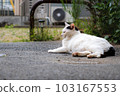 A cat lying down and relaxing while closing her eyes [black and white] 103167553