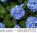 Hydrangea in May 103167572