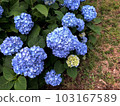 Hydrangea in the park 103167589