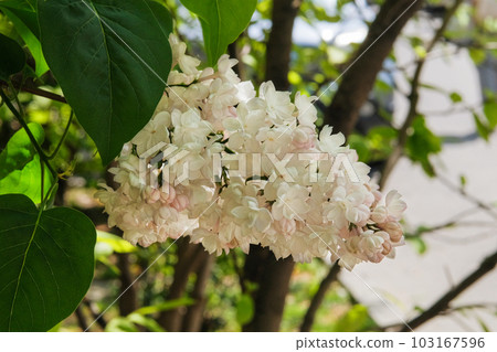 Flowers with green background. Branches of blossoming lilac on springtime in park. Spring Blossom. 103167596