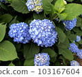 Hydrangea before rainy season 103167604