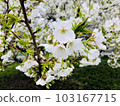 Yoshino cherry tree shining white 103167715