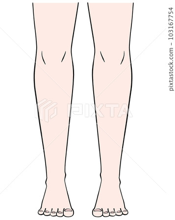 從正面看雙腿的插圖 103167754