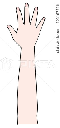 Illustration of one hand Right hand 103167766