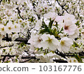 Yoshino cherry tree in full bloom 103167776