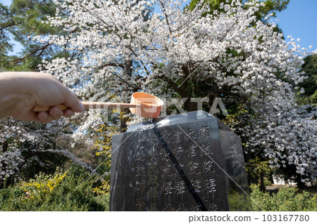 在墓碑上灑水在櫻花盛開的墓地參觀墳墓 103167780