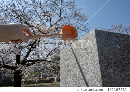 Sprinkle water on the gravestone Visit the grave at the cemetery where cherry blossoms bloom 103167781
