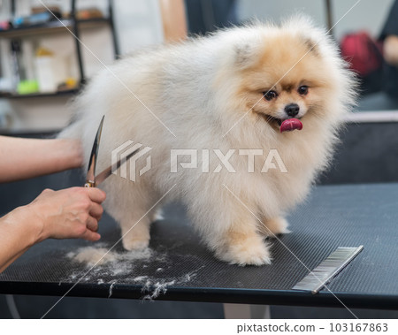A woman makes a pomeranian haircut with scissors. Spitz dog in a grooming salon. 103167863