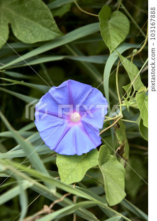 Purple bluebell flower on leaves, background out of focus Purple bluebell flower on leaves, background out of focus 103167888